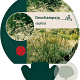 Deschampsia cespitosa GM P9