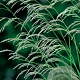 Deschampsia cespitosa GM P9