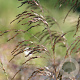 Deschampsia cesp. 'Bronzeschleier' GM P9