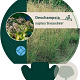 Deschampsia cesp. 'Bronzeschleier' GM P9