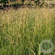 Deschampsia cesp. 'Goldschleier' GM P9