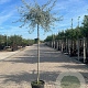 Pyrus salicifolia 'Pendula' 14-16 HO 45L 225 cm stam