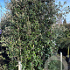 Quercus ilex GM container lage leivorm lei 120x200