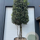 Quercus ilex 400-425 cm cont. 450L meerstammig cilinder