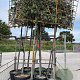 Quercus ilex 12-14 HO container 200 cm stam lei 150x150