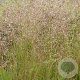 Deschampsia flexuosa GM P9