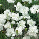Dianthus (PL) 'Albus Plenus' GM P9