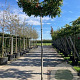 Quercus palustris 20-25 cm cont. 110L 225 cm stam dakvorm