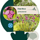 Dianthus carthusianorum GM P9