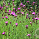 Dianthus carthusianorum GM P9