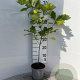 Quercus rubra 40-60 cm 2,0L