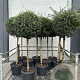 Quercus suber halfstam 35L