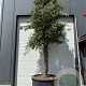 Quercus suber hoogstam container solitair