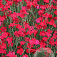 Dianthus delt. 'Flashing Light' GM P9