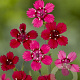 Dianthus delt. 'Flashing Light' GM P9