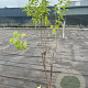 Rhamnus cathartica 100-125 cm 5,0L