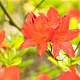 Rhododendron (AM) 'Marconi' 40-50 cm 5,0L met knop