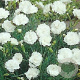 Dianthus (PL) 'Haytor White' GM P9