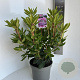 Rhododendron 'Roseum Elegans' 40-50 cm 5,0L