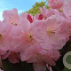 Rhododendron 'Stella' GM P9