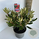 Rhododendron 'Vulcan's Flame' 40-50 cm 5,0L