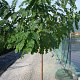 Robinia elliottii 8-10 cm 35L 225 cm stam