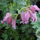Dicentra formosa GM P9