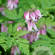 Dicentra formosa GM P9
