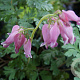 Dicentra formosa GM P9