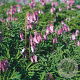 Dicentra formosa GM P9