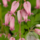 Dicentra formosa GM P9