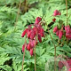 Dicentra formosa 'Bacchanal' GM P9