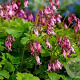 Dicentra formosa 'Bountiful' GM P9