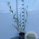 Salix alba 60-80 cm 2,0L