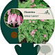 Dicentra formosa 'Luxuriant' GM P9