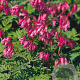 Dicentra formosa 'Luxuriant' GM P9