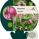 Dicentra spectabilis GM P9