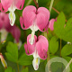 Dicentra spectabilis GM P9