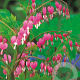 Dicentra spectabilis GM P9