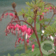 Dicentra spectabilis GM P9