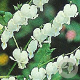 Dicentra spectabilis 'Alba' GM P9