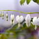 Dicentra spectabilis 'Alba' GM P9