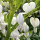 Dicentra spectabilis 'Alba' GM P9