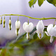 Dicentra spectabilis 'Alba' GM P9