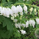 Dicentra spectabilis 'Alba' GM P9