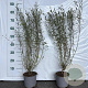 Salix purpurea 'Nana' 60-80 cm 2,0L