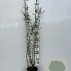 Salix purpurea 'Nana' 60-80 cm 2,0L
