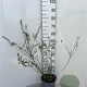 Salix repens nitida 80-100 cm 5,0L