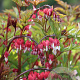 Dicentra spectabilis Valentine GM P9