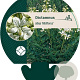 Dictamnus albus 'Albiflorus' GM P9